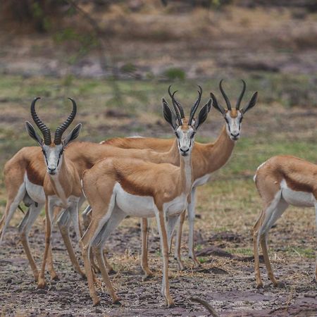 Grassland Safari Lodge Ghanzi Εξωτερικό φωτογραφία