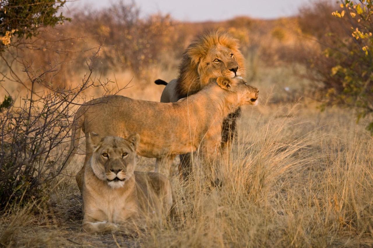 Grassland Safari Lodge Ghanzi Εξωτερικό φωτογραφία